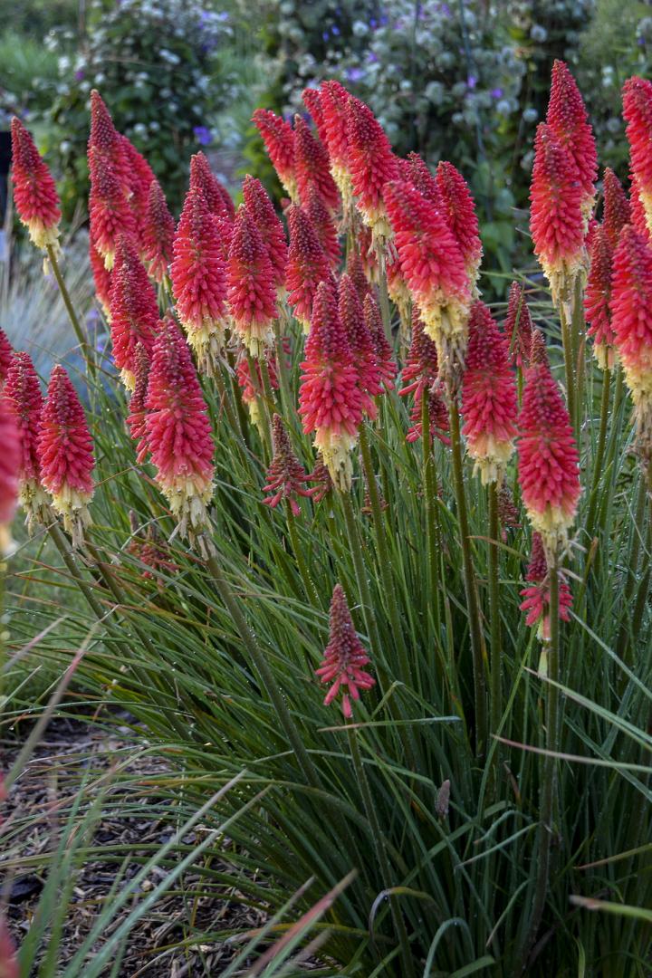 Kniphofia 'Pyromania Rocket's Red Glare'