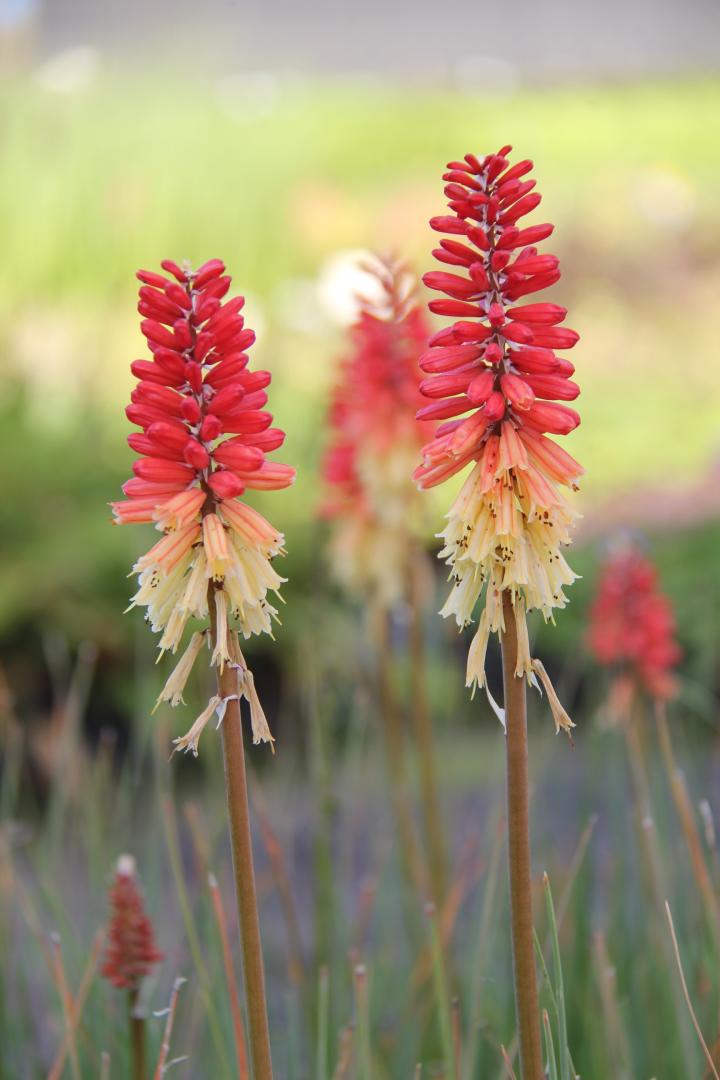 Kniphofia 'Pyromania Rocket's Red Glare'