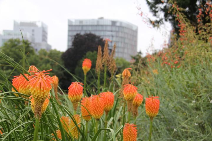 Kniphofia rooperi
