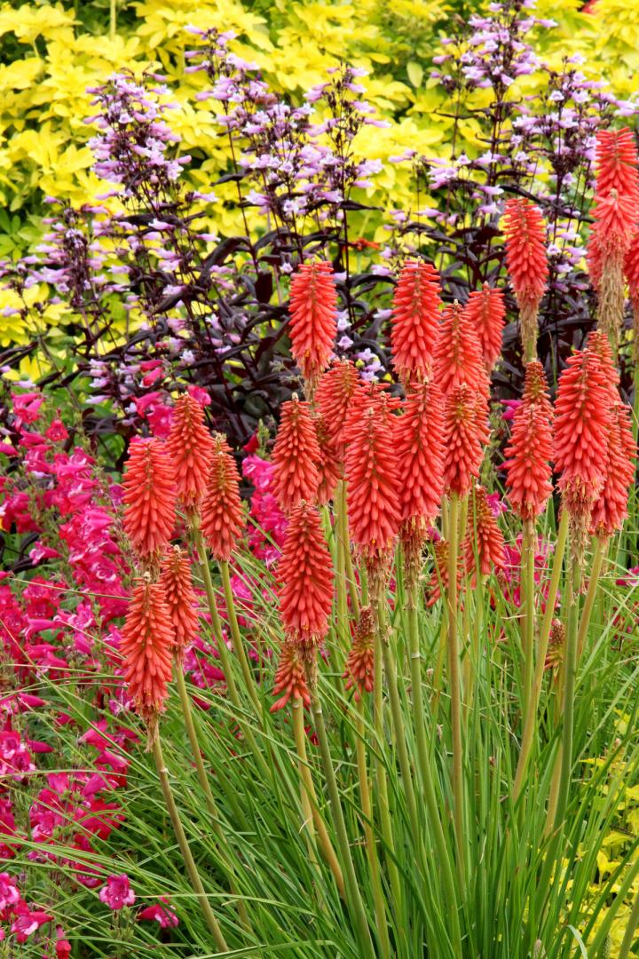 Kniphofia  'Redhot Popsicle' PBR