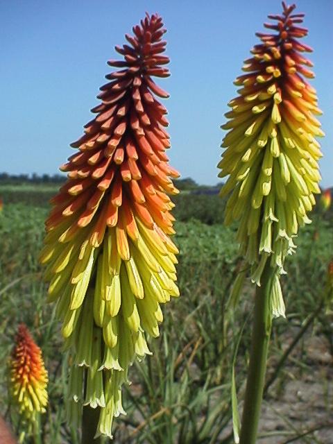 Kniphofia 'Royal Standard'
