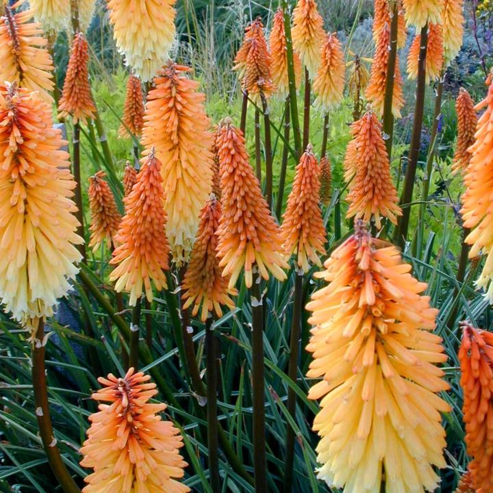 Kniphofia 'Tawney King'