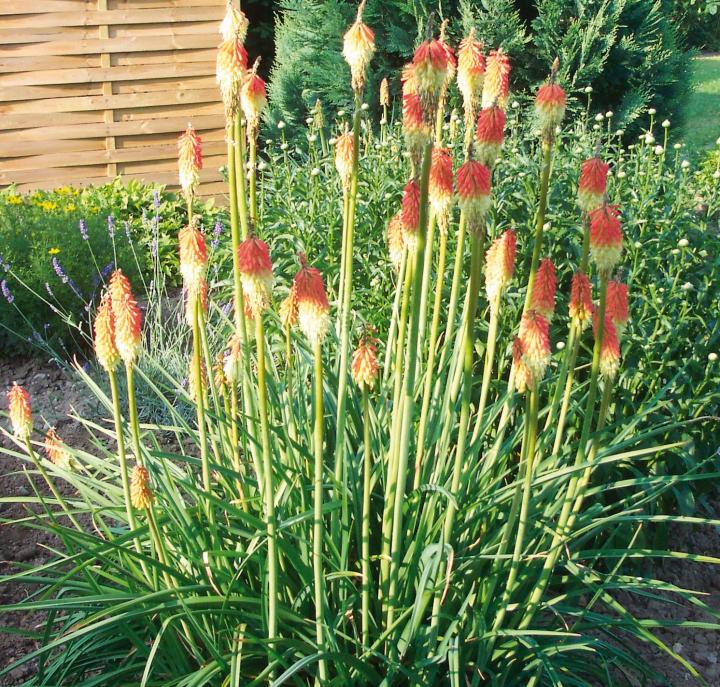 Kniphofia uvaria 'Royal Castle'