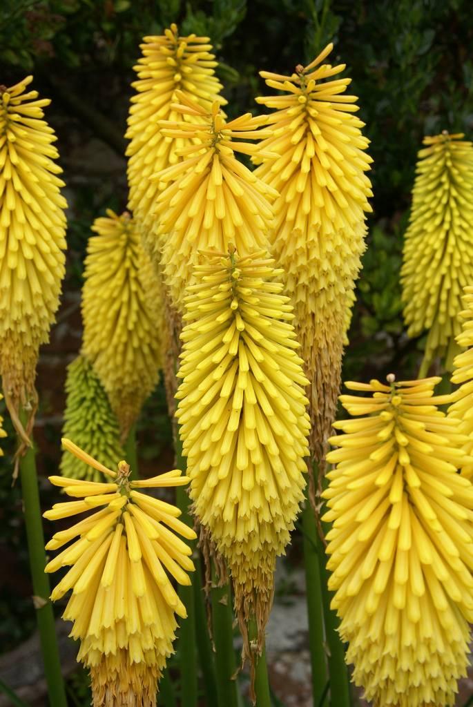Kniphofia 'Wrexham Buttercup'