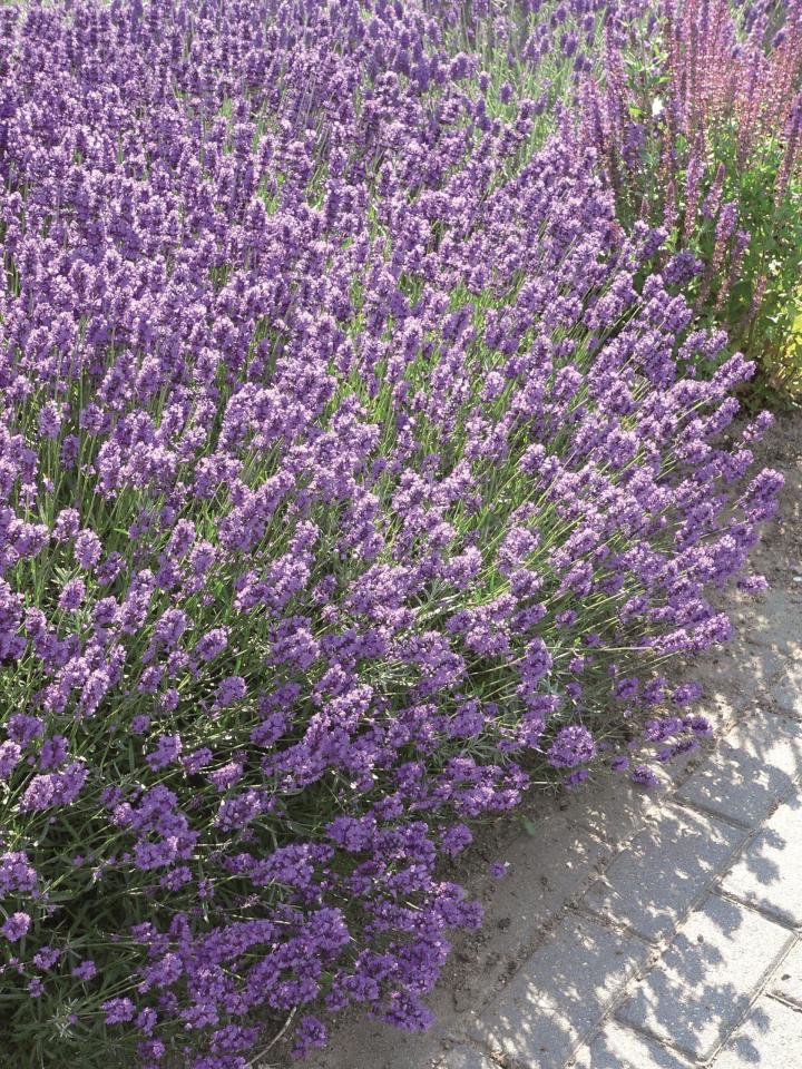 Lavandula angustifolia 'Dwarf Blue'