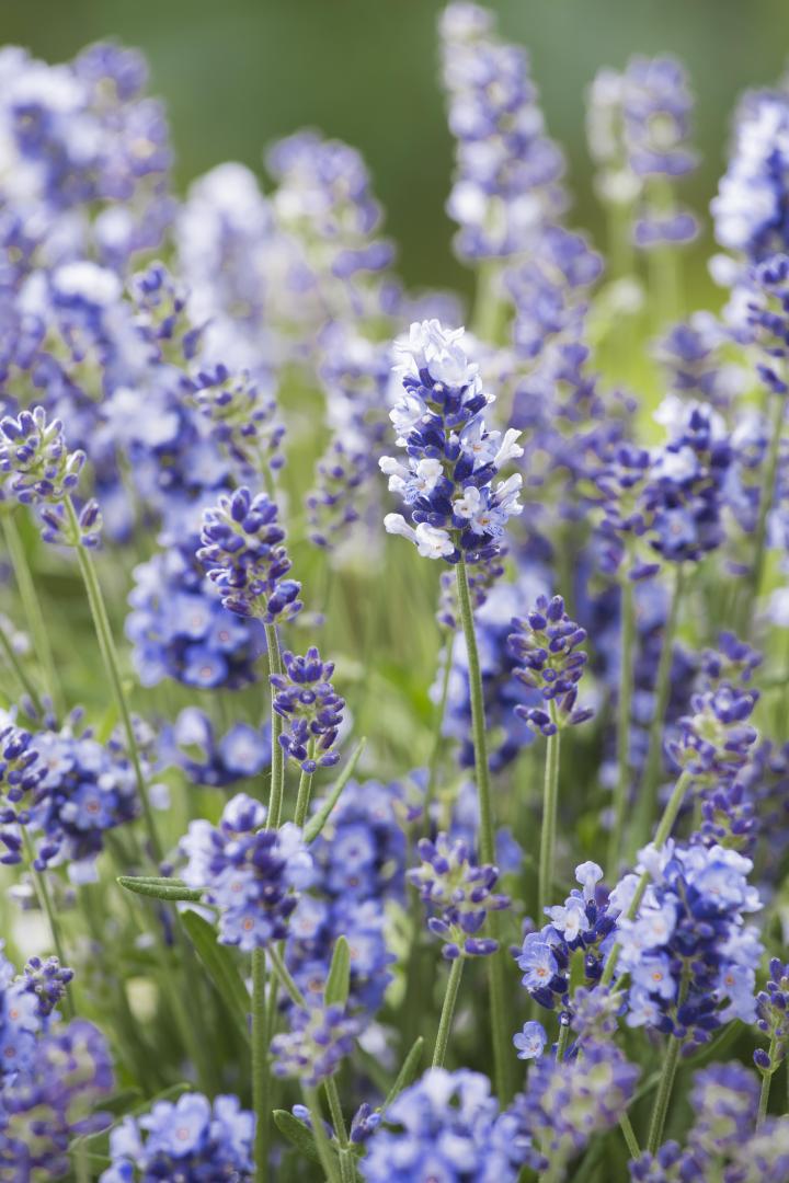Lavandula angustifolia 'Essence Purple'