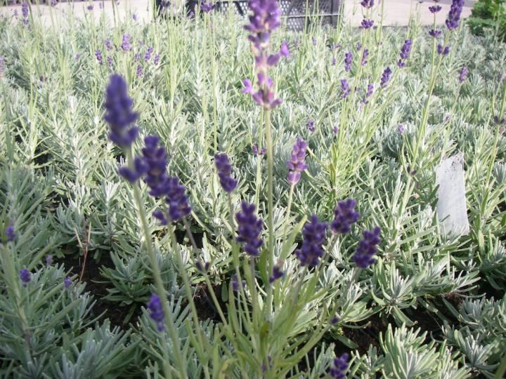 Lavandula angustifolia 'Hidcote'