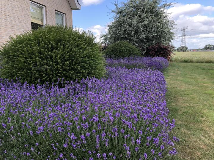 Lavandula angustifolia 'Hidcote'