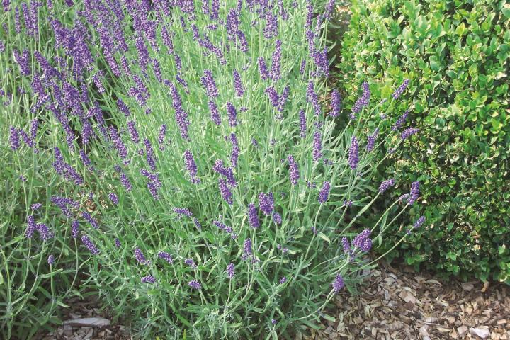 Lavandula angustifolia 'Munstead'