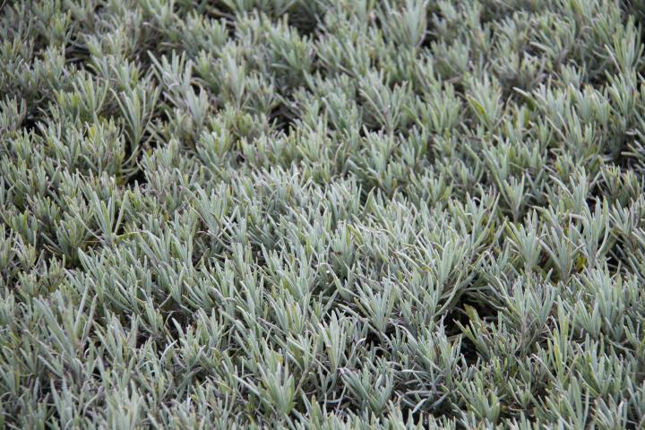 Lavandula angustifolia (vera/officinalis)