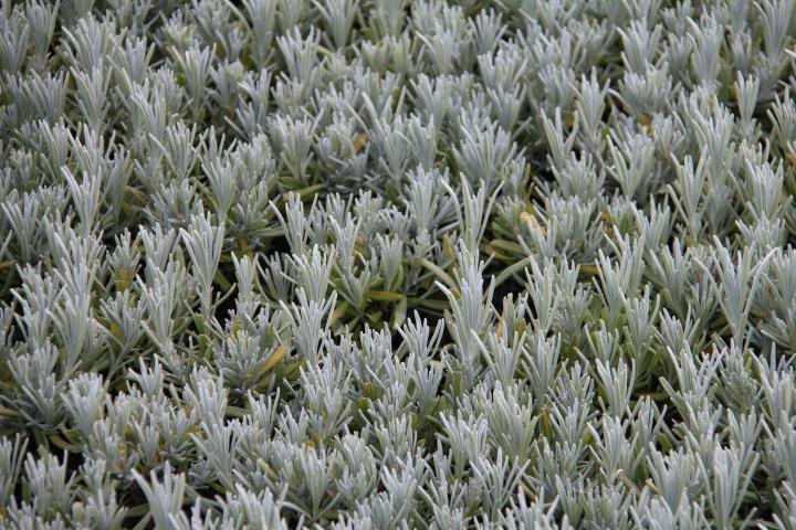 Lavandula angustifolia (vera/officinalis)