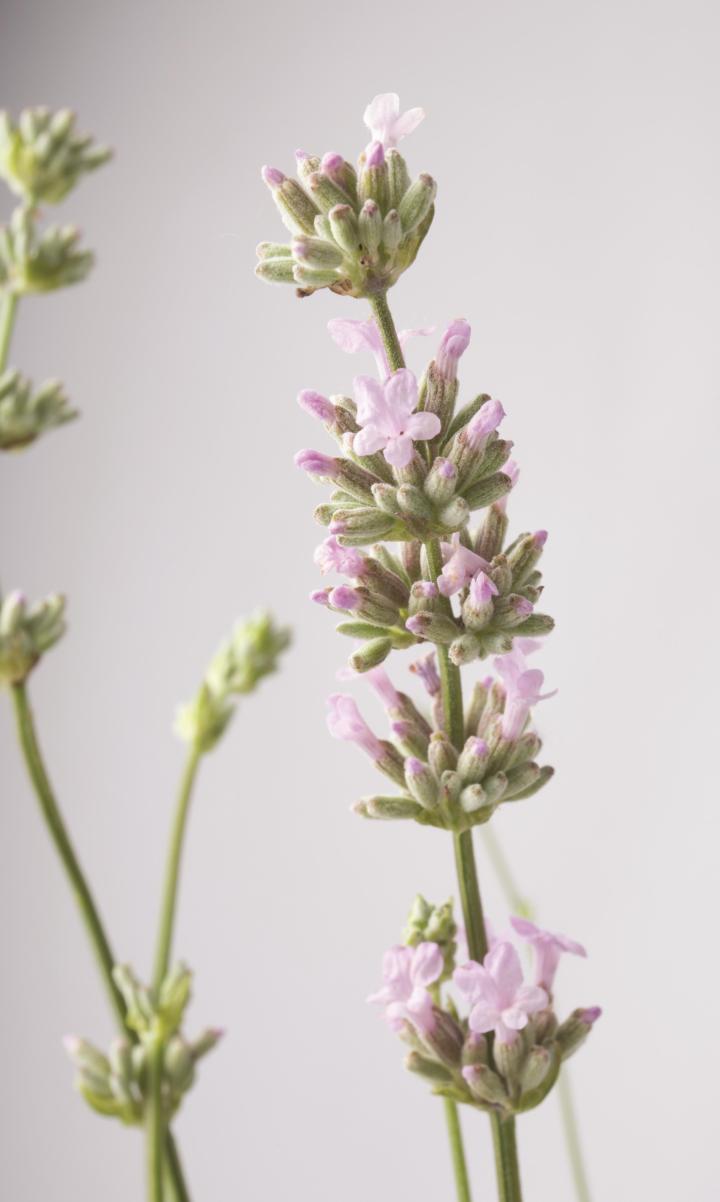 Lavandula angustifolia 'Rosea'