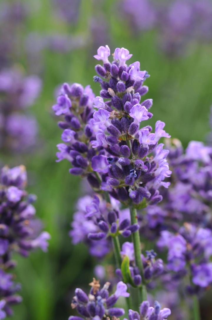 Lavandula angustifolia 'Super Blue'