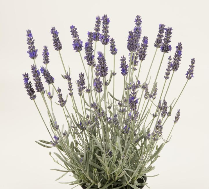 Lavandula angustifolia 'Silver Mist'