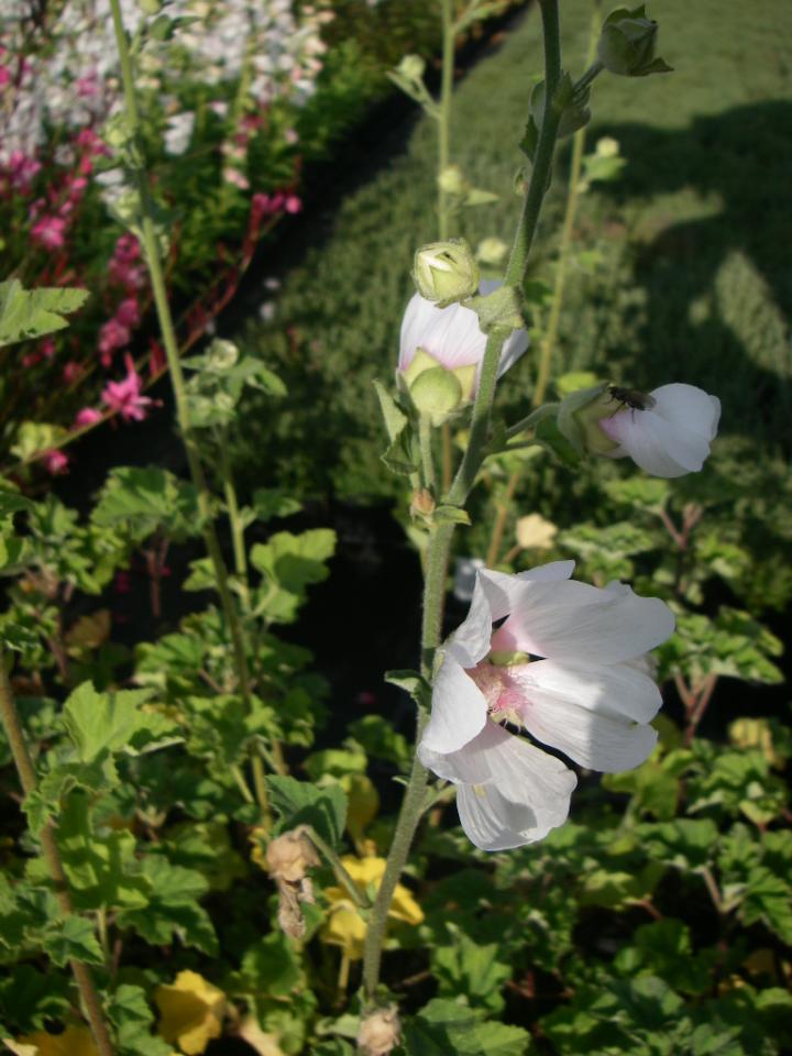 Lavatera  'Barnsley'