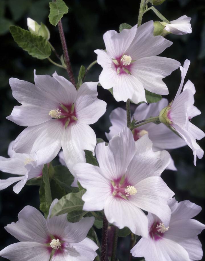Lavatera  'Baby Barnsley' ®