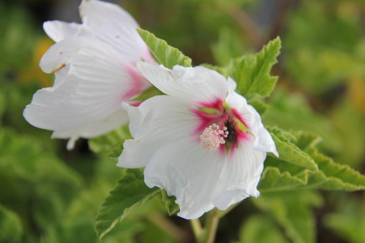 Lavatera  'Blushing Bride'