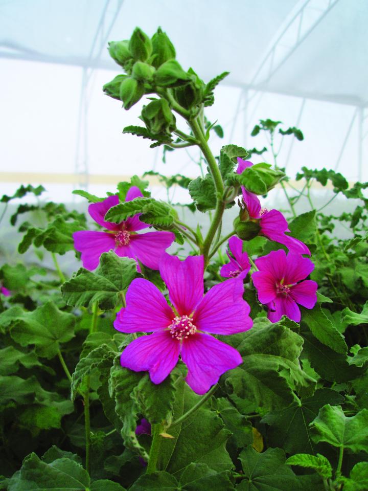 Lavatera  'Burgundy Wine'