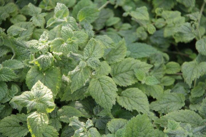 Lamiastrum galeobdolon