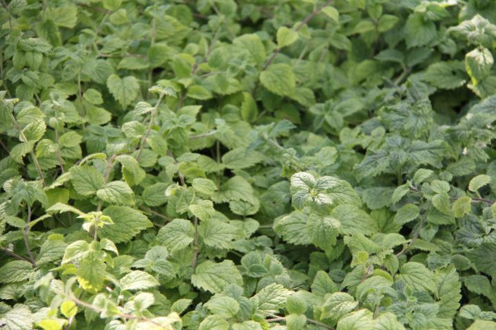 Lamiastrum galeobdolon