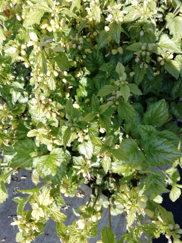 Lamiastrum galeobdolon 'Florentinum'