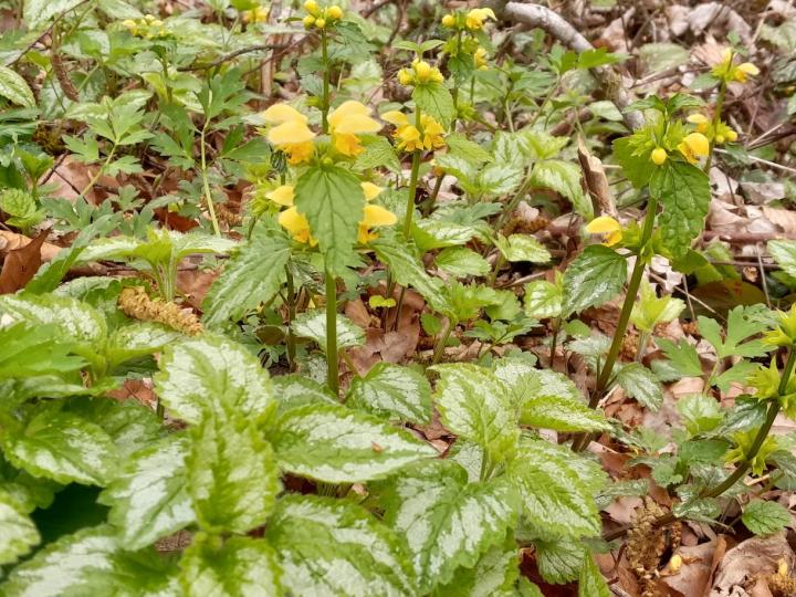 Lamiastrum galeobdolon 'Florentinum'