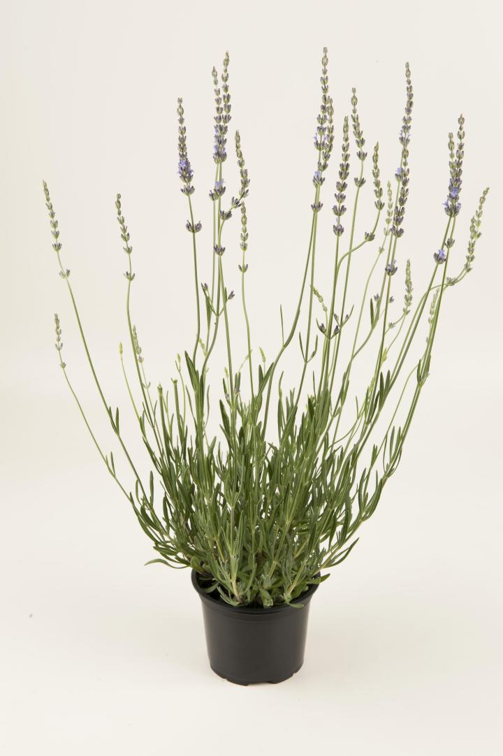 Lavandula intermedia (x) 'Grosso'