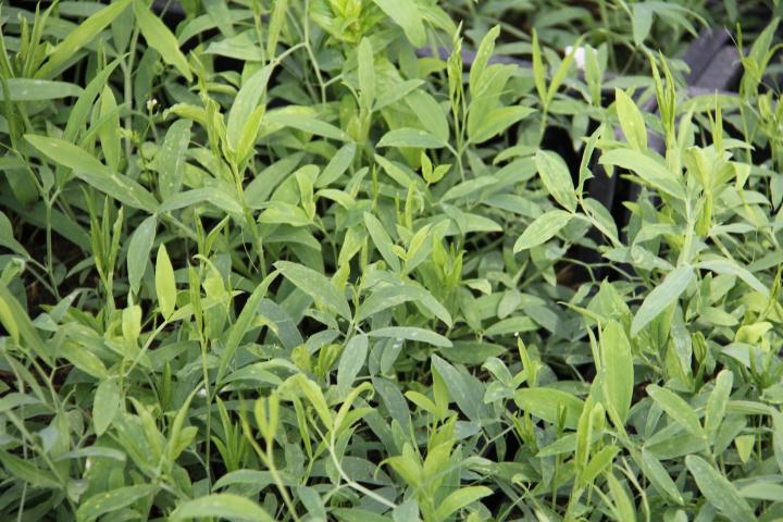 Lathyrus latifolius 'Red Pearl'