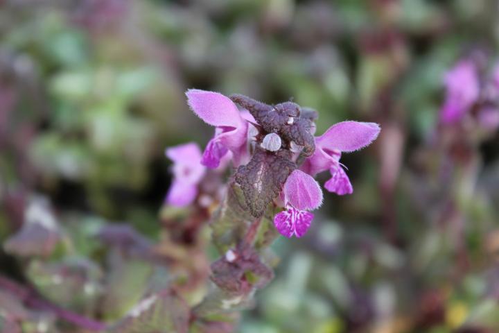 Lamium maculatum