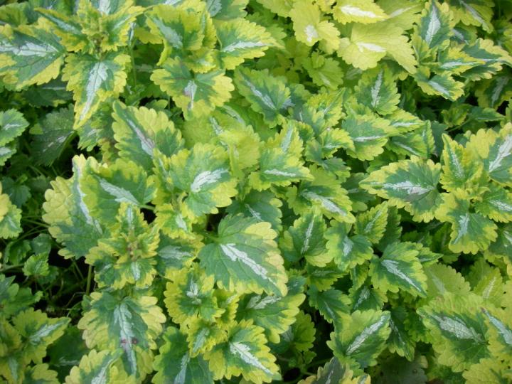 Lamium maculatum 'Anne Greenaway'