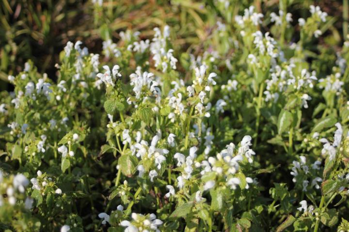 Lamium maculatum 'Album'