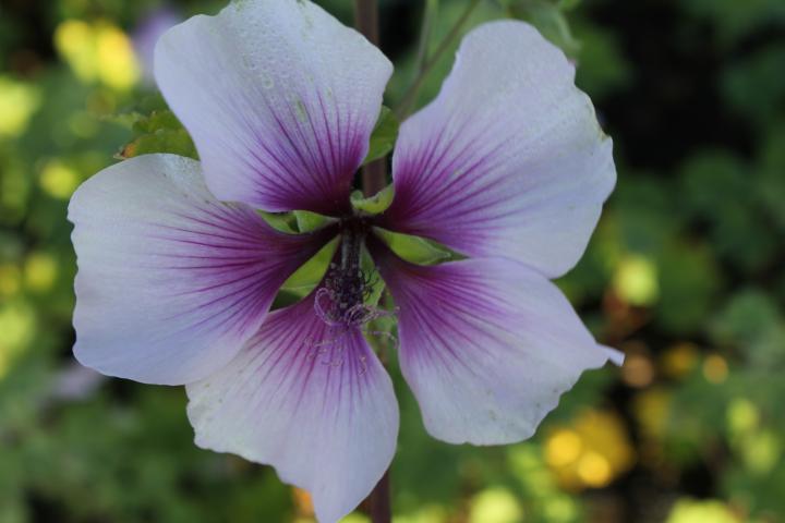 Lavatera maritima
