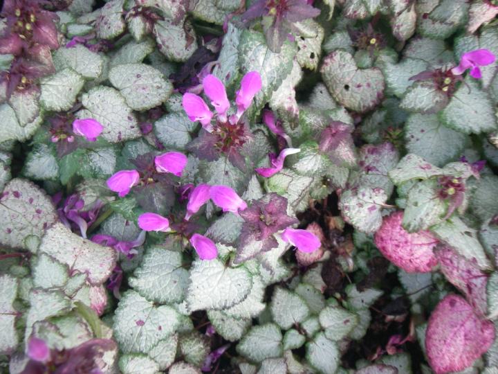 Lamium maculatum 'Beacon Silver'