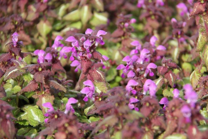 Lamium maculatum 'Chequers'