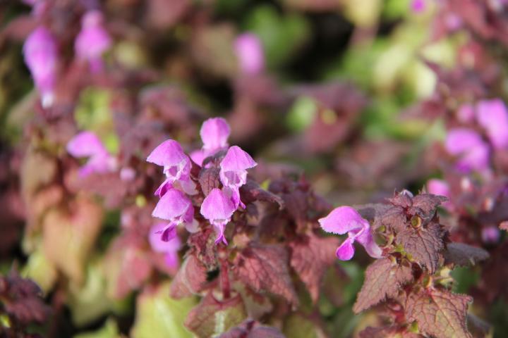 Lamium maculatum 'Chequers'