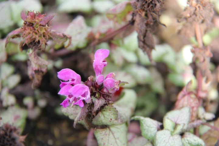 Lamium maculatum 'Red Nancy'