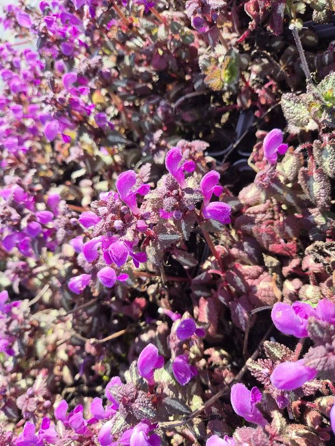 Lamium maculatum 'Red Nancy'