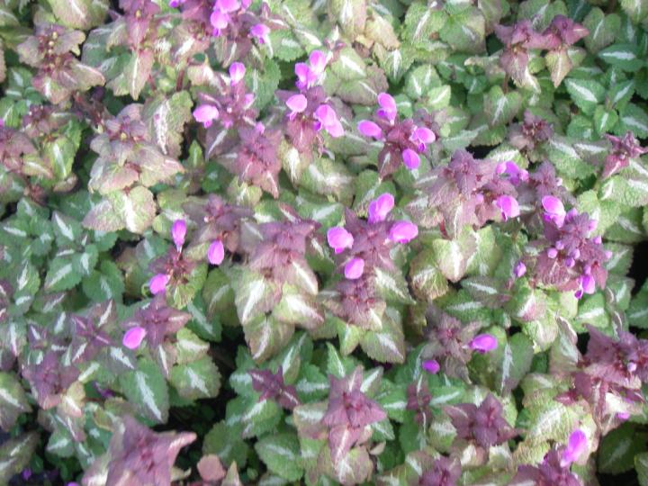 Lamium maculatum 'Roseum'