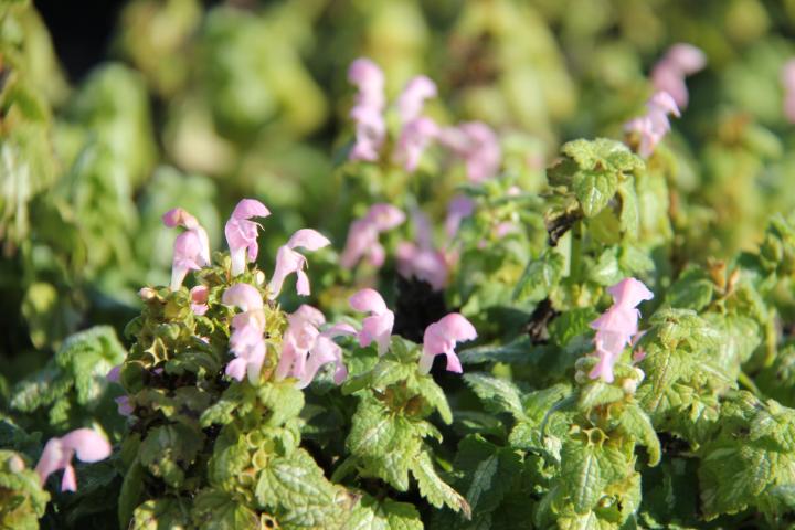Lamium maculatum 'Shell Pink'