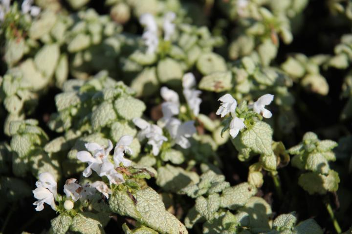 Lamium maculatum 'White Nancy'