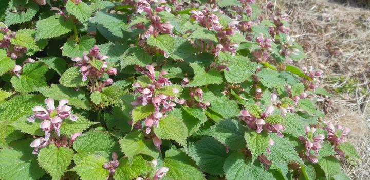 Lamium orvala