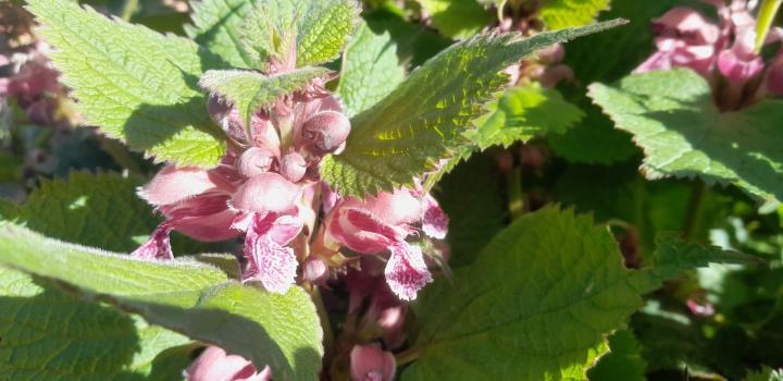 Lamium orvala