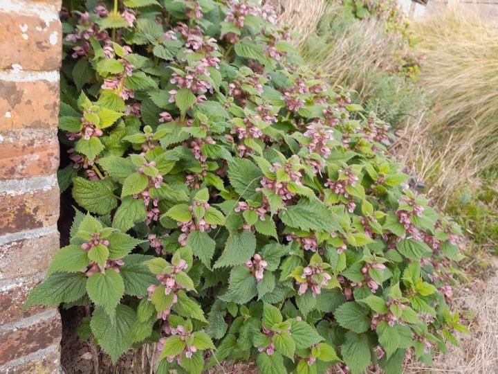 Lamium orvala