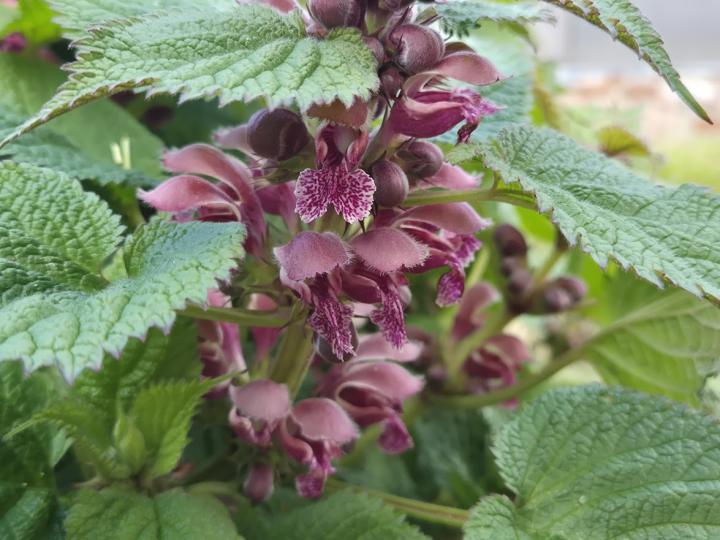 Lamium orvala