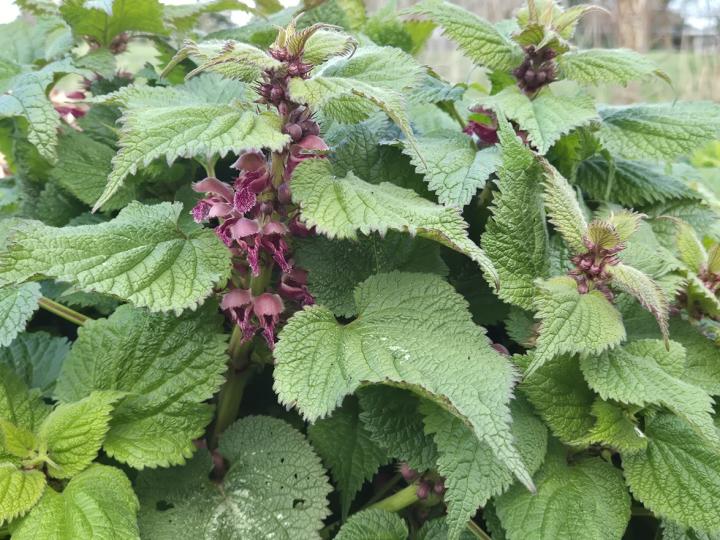 Lamium orvala
