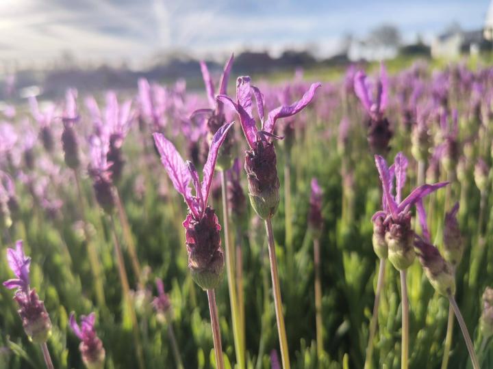 Lavandula stoechas 'Papillon'