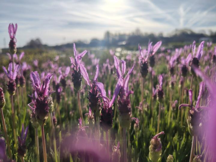 Lavandula stoechas 'Papillon'