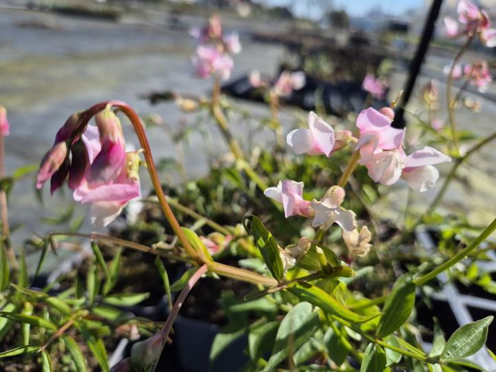 Lathyrus vernus 'Rosea'