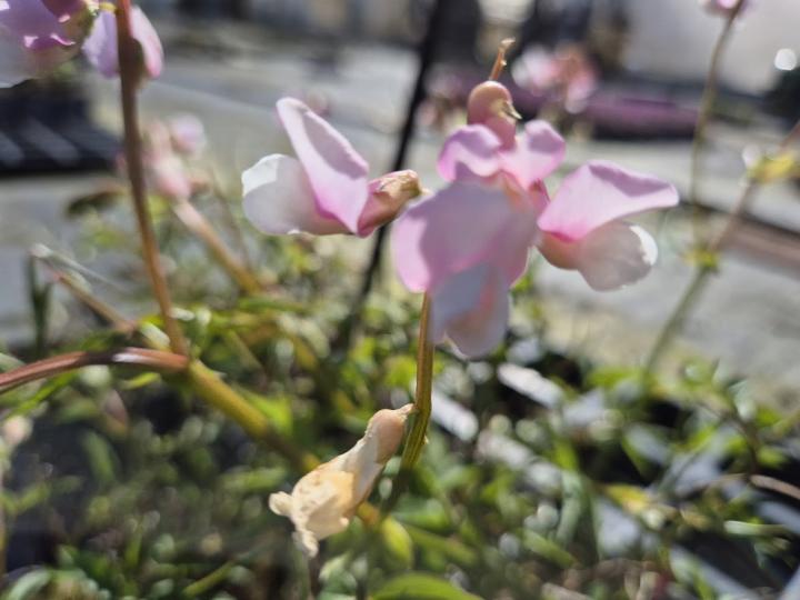 Lathyrus vernus 'Rosea'