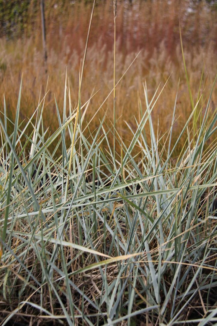 Leymus arenarius 'Blue Dune'